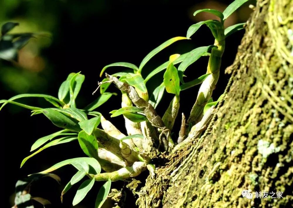 石斛种植方法,石斛