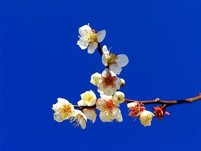 整座山林层峦叠嶂,出没翠涛 梅花盛放,争奇竞秀 远望,是大自然浑然