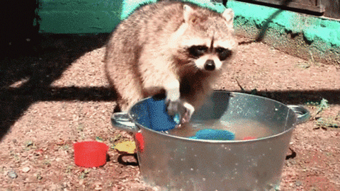 2,在日本,浣熊属于外来物种,官方对于浣熊的政策是捕捉然后杀死.