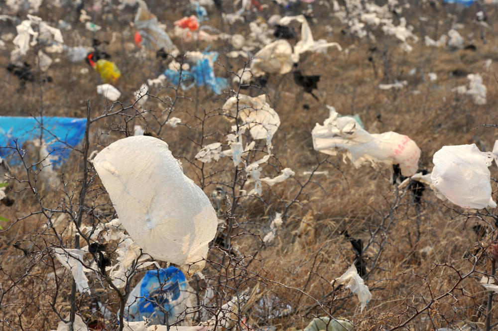 塑料袋,垃圾袋,白色垃圾,农村垃圾,环境问题