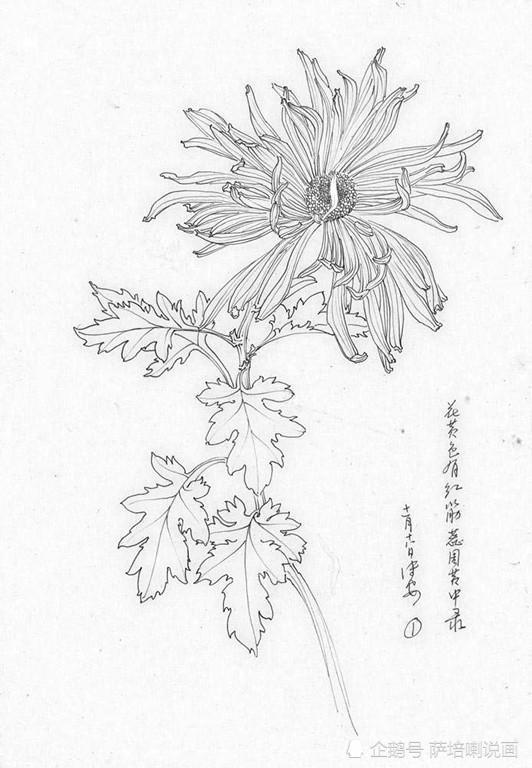 这组线描菊花画稿就是邹传安的写生作品.