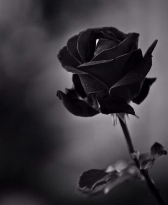 心理学:选一朵你认为最神秘的黑玫瑰,测隐藏在你婚姻之下的矛盾