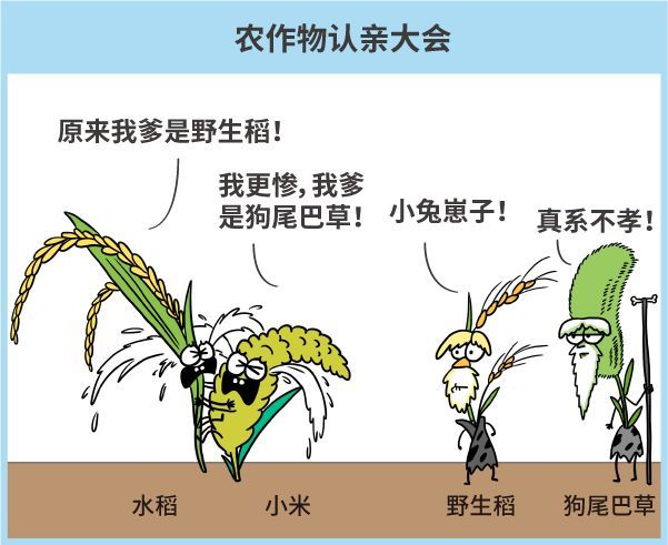 你经常吃的水稻,小米等主粮也通通都是野草变的.