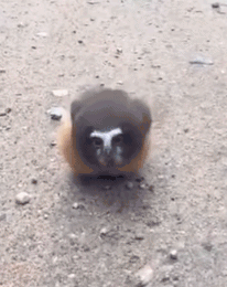 壁纸 动物 狗 狗狗 206_260 gif 动态图 动图