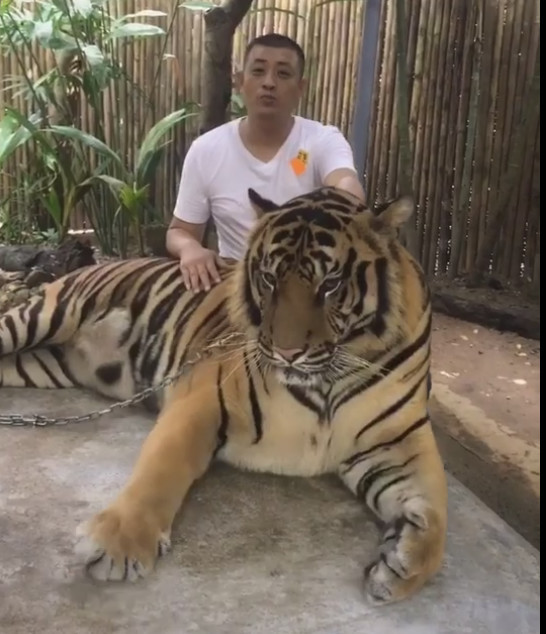 男子胆大跑去和老虎合影,虽然嘴上说不害怕可表情已经