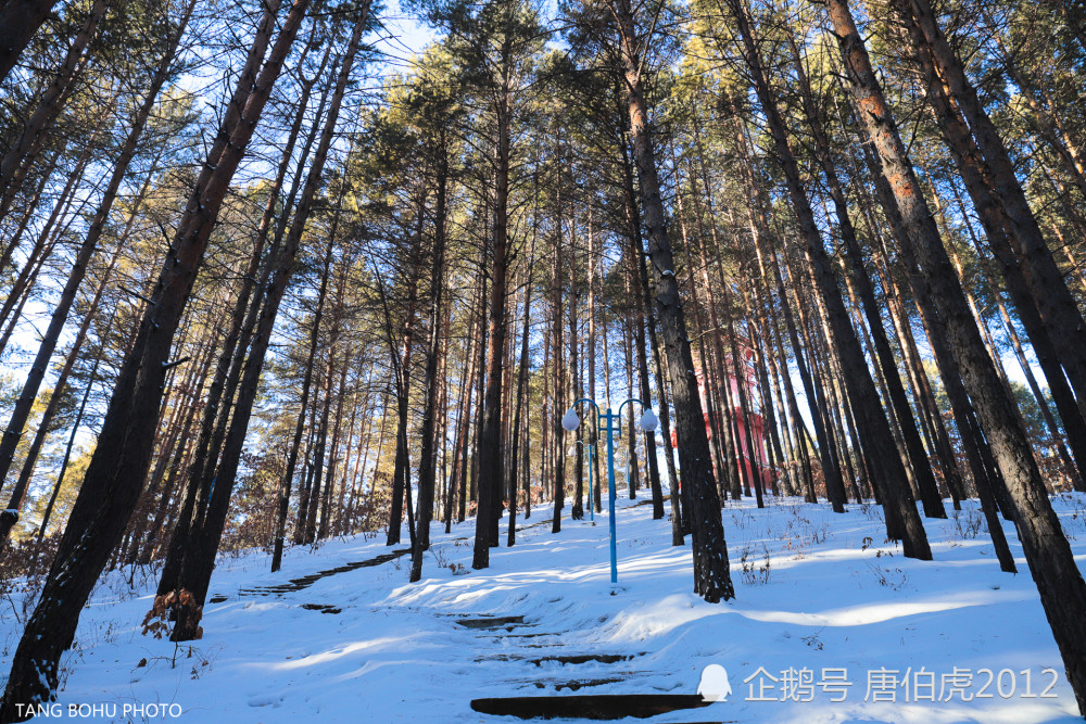 冬天里的大兴安岭塔河栖霞山,美得静谧,美得柔和,美得