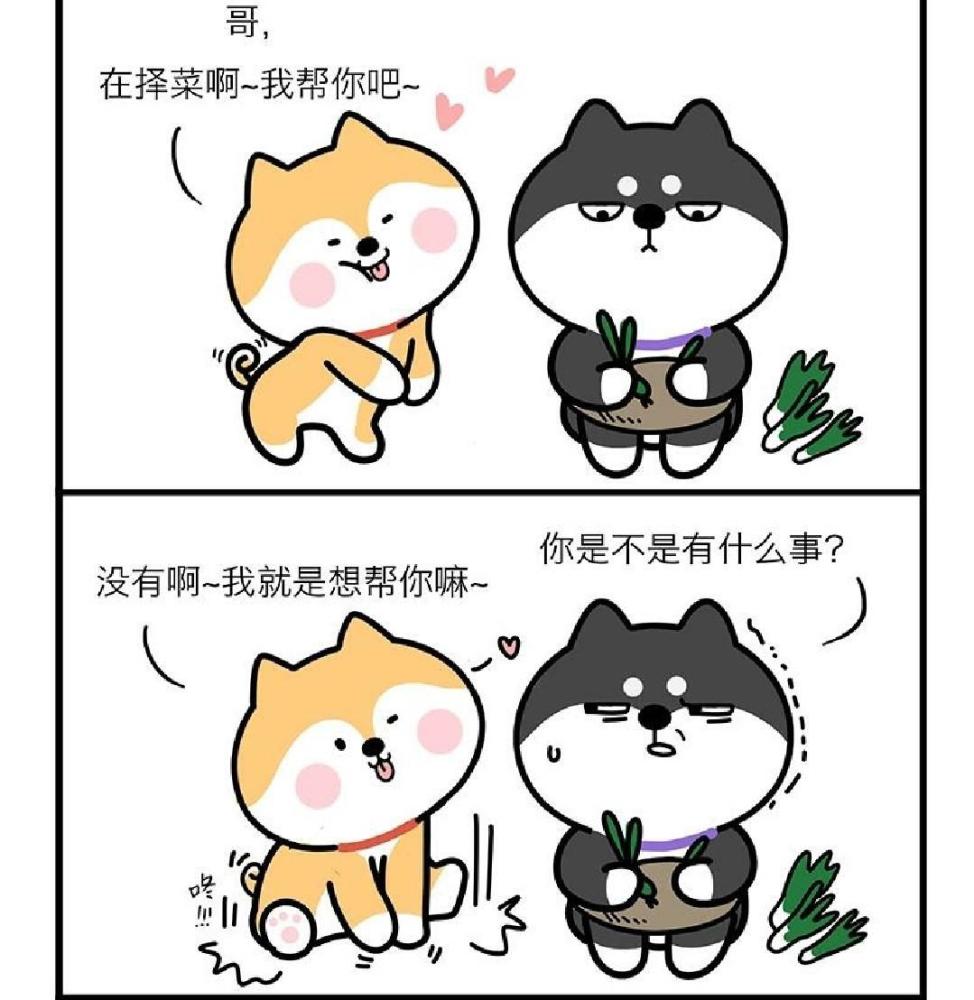 笨柴兄弟 柴弟主动问哥哥需要帮忙么 暴雨天柴弟给哥哥送伞 看点快报