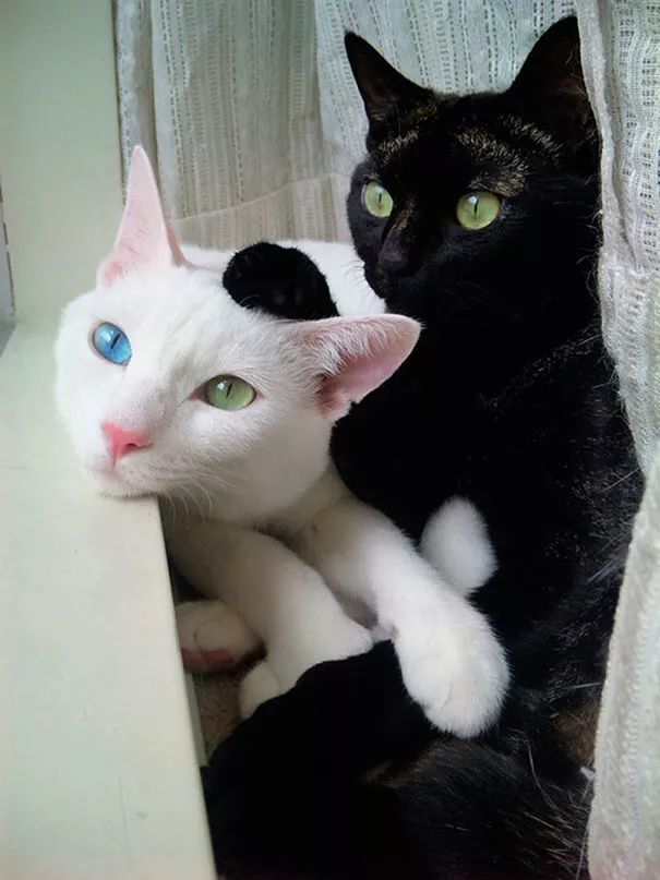 15张在一起的黑猫和白猫,这画面好和谐