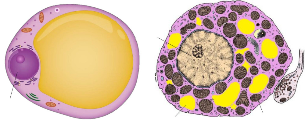 你分辨一下哪一个是棕色脂肪细胞,另一个是含大量脂肪的叫白色脂肪