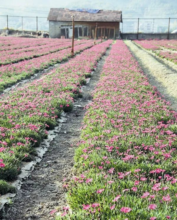 花毯草坪石竹 轻松营造缀花草坪