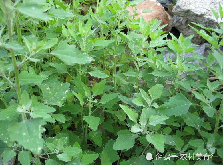 长在路边的这野草,有人叫它"五爪草"是珍贵的中草药,你见过没