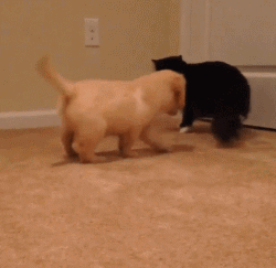 你给我出来,我也是一只有脾气的鸟!