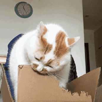 干货: 猫咪呕吐了怎么办?原因有很多种,主人切记要