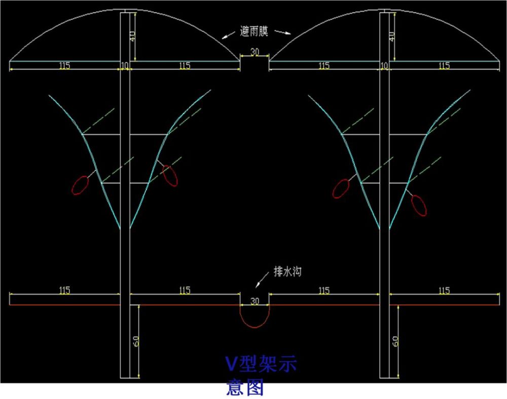 玫瑰,葡萄