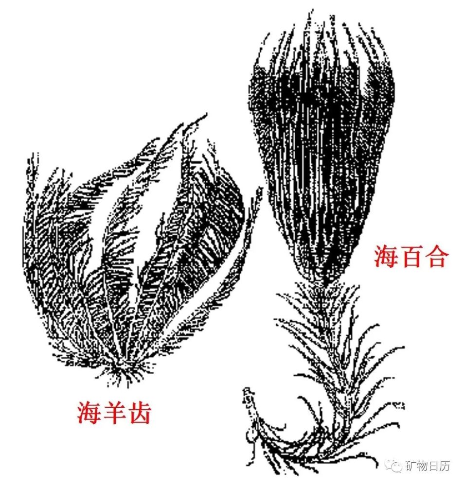 远古海洋精灵海百合 看点快报