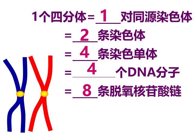 在同源染色体上的等位基因分离 非同源染色体上的符合自由组合定律