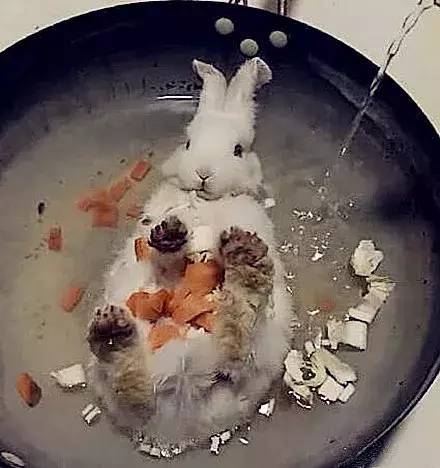 铲屎官,水煮活兔子,萌萌的兔子,给兔子洗澡