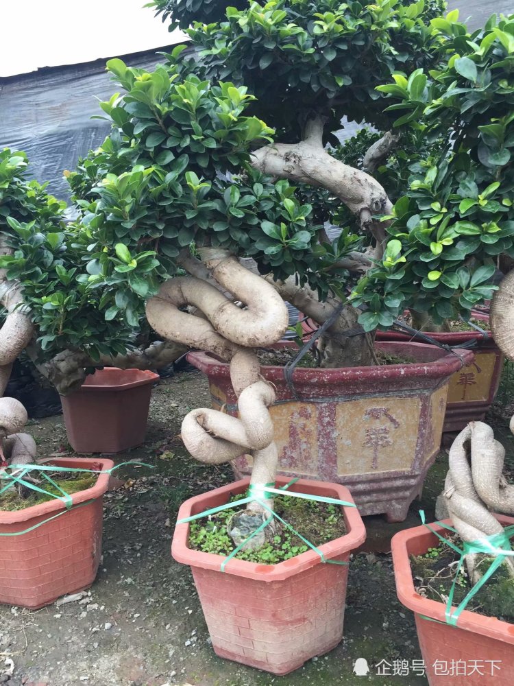 盆景欣赏:这些盆景造型奇形怪异 甚是有趣 是怎么做到