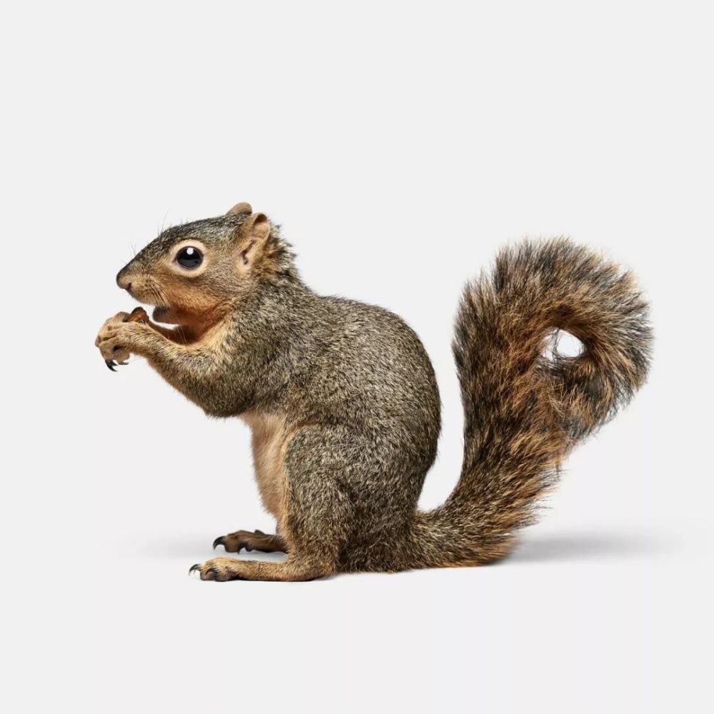 松鼠 / squirrel