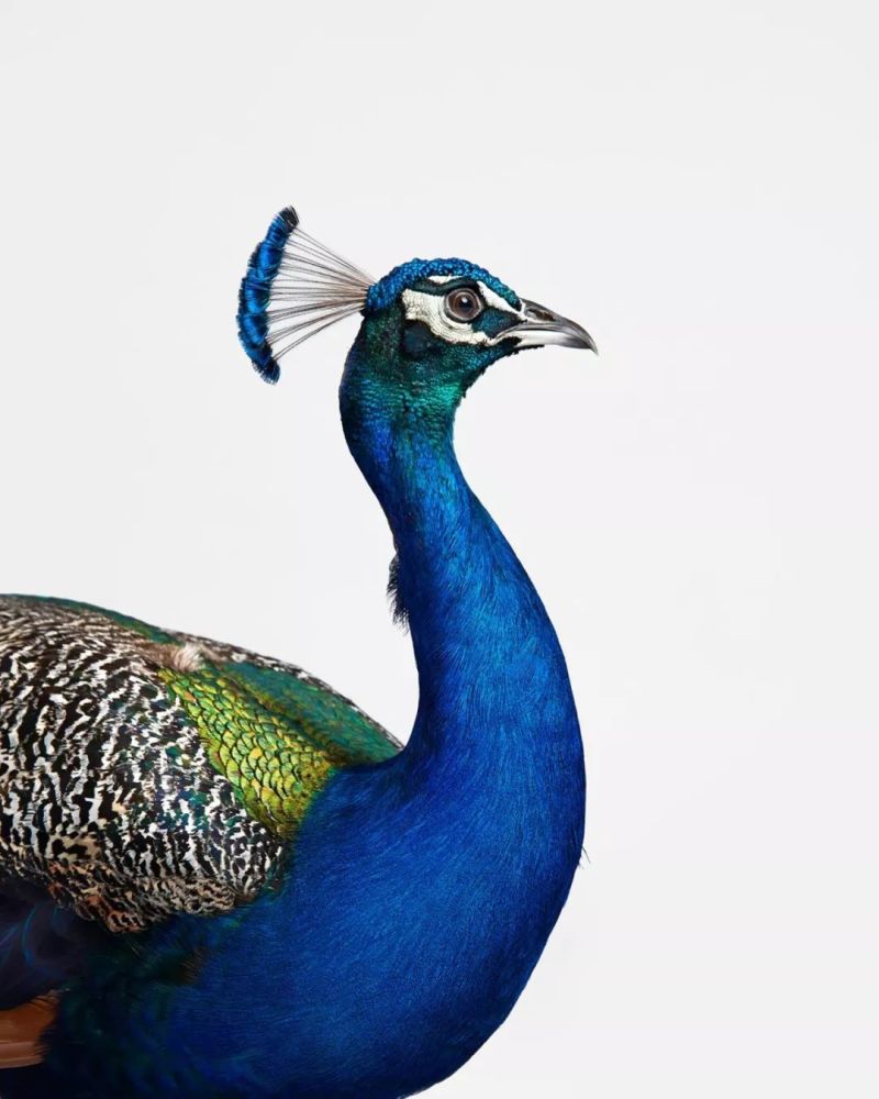 蓝孔雀 / blue peacock