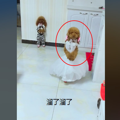 泰迪穿婚纱_泰迪造型图片(2)
