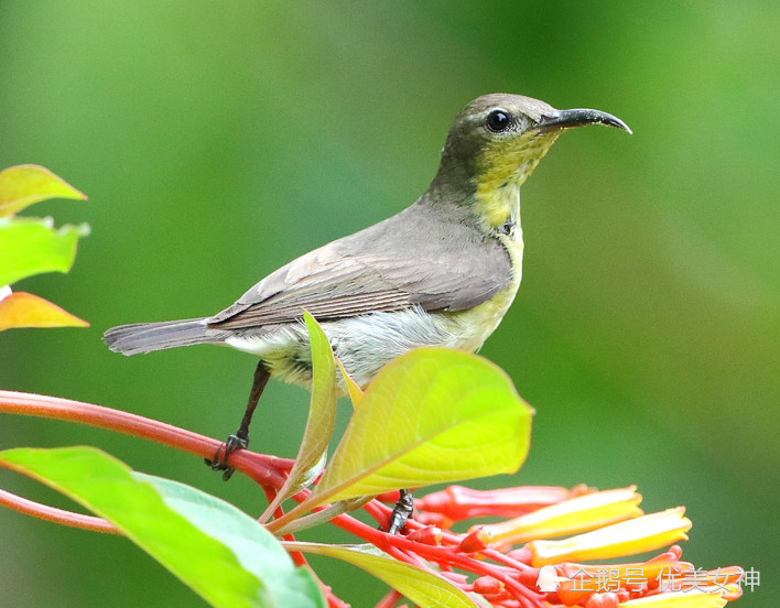 刺激引起的神经冲动传导慢,易于泛化_灌肠排毒排出粪便很臭_鸟类直肠短,易于及时排出粪便