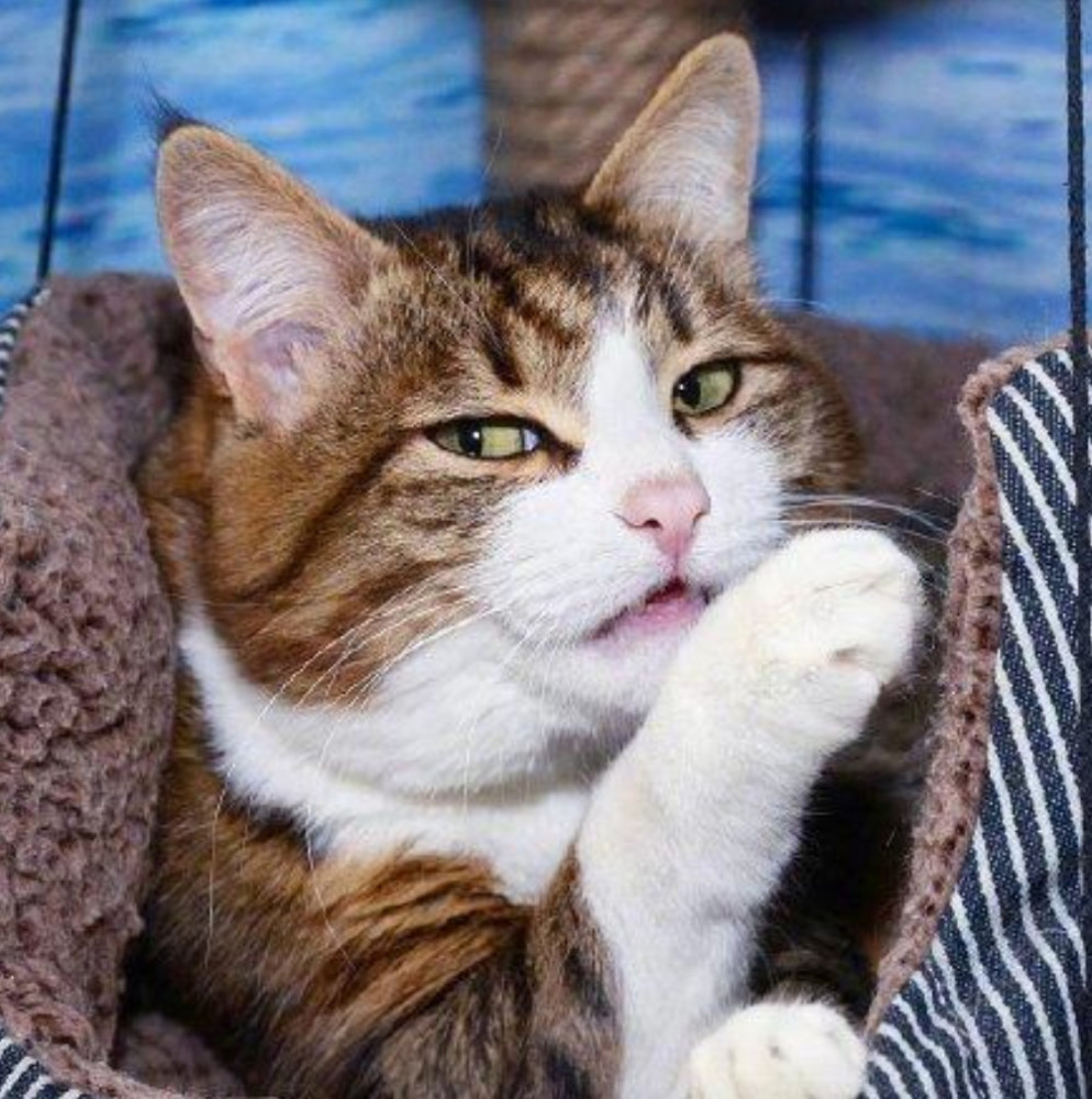 猫咪:嘻嘻嘻~我是一只快乐的喵,伸伸舌头逗逗你!