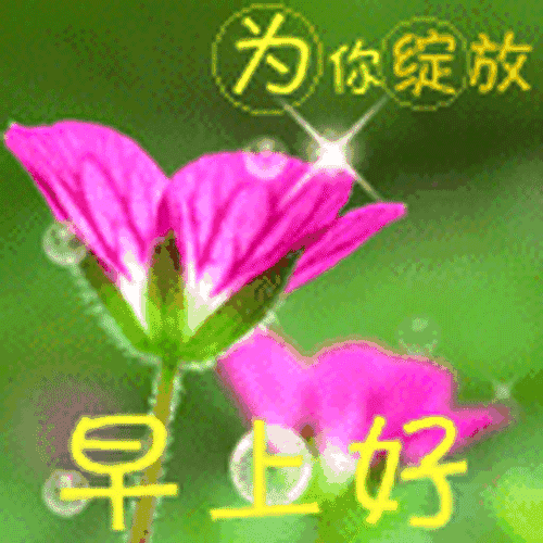 壁纸 花 桌面 500_500 gif 动态图 动图