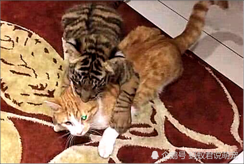 老虎误认橘猫成兄弟,上去就是搂搂抱抱,主人看到后瞬间笑喷了