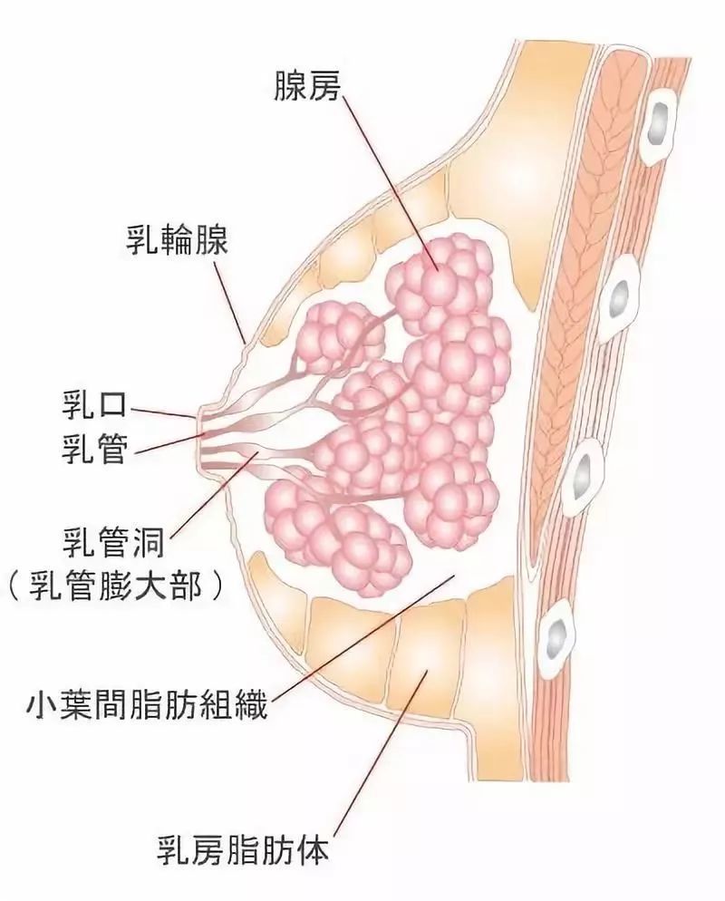 中国女人迷恋的乳房按摩,是一场彻头彻尾的骗局!已有多名女性受害!