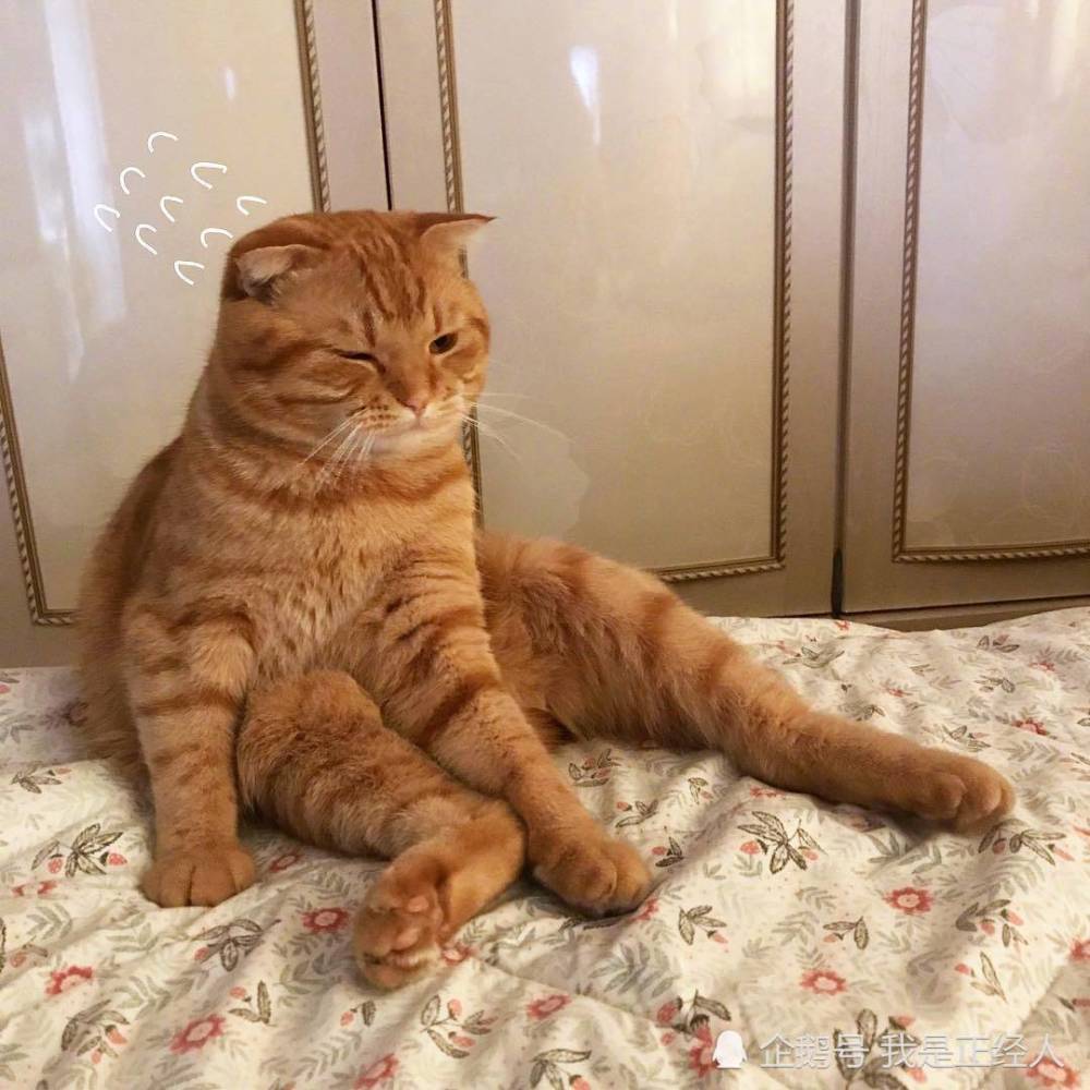 女孩捡回一只小猫 本担心小家伙被欺负 结果被橘猫暖到了 看点快报