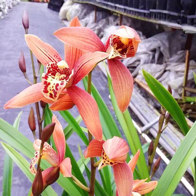 花色鲜艳的兰花