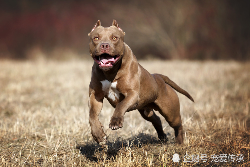 土佐犬,比特犬,杜高犬,加纳利,日本