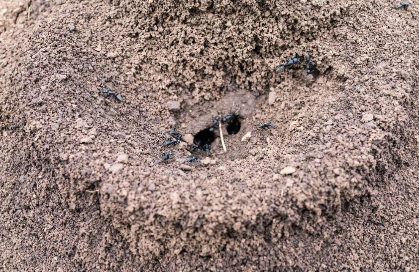蚂蚁堆旁甲烷浓度是森林内别处浓度的20倍,一氧化氮浓度则高出1000倍