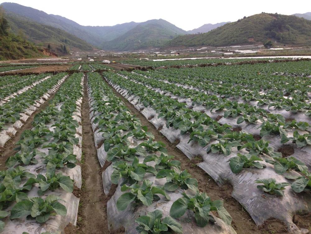 种植花椰菜,想要获得高产,与施肥技术密不可分,更要做