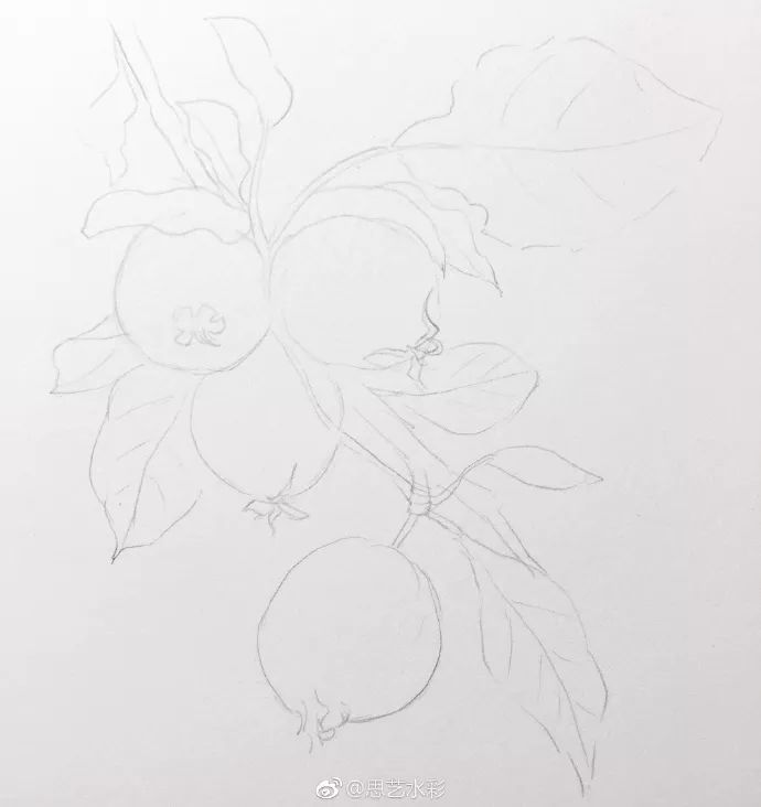 简单小教程-水彩海棠果的画法