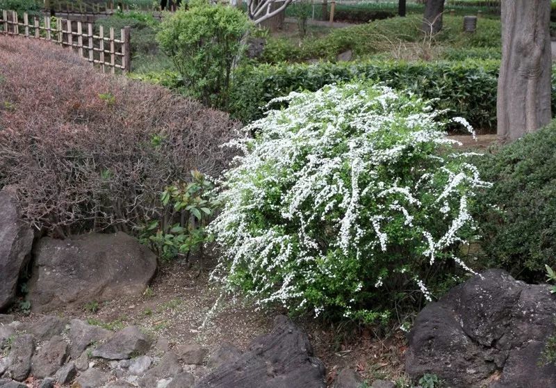 3月"喷雪花"花期将至,不要错过这一年一度的"春日雪景