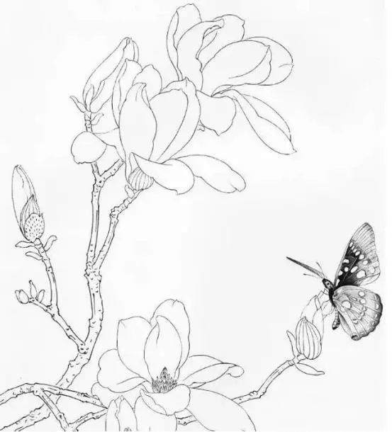国画基础,白描花卉临摹素材100图