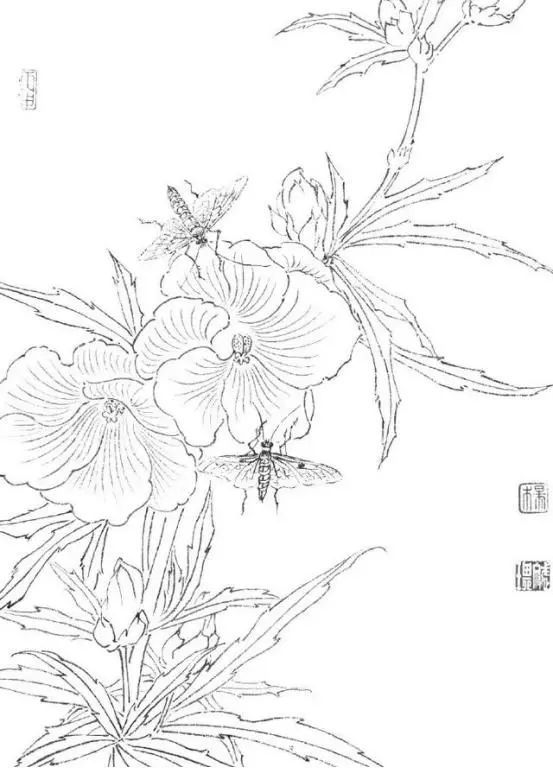 国画基础,白描花卉临摹素材100图