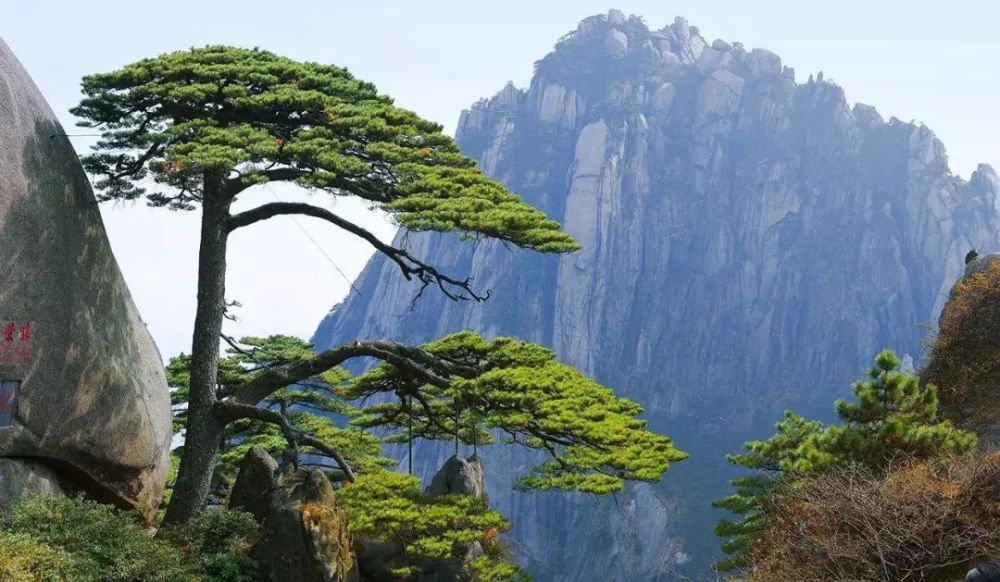 黄山,松树盘石而上,郁郁苍苍