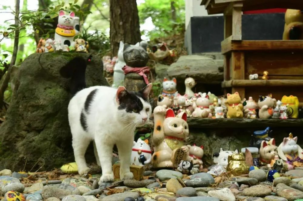 猫奴必去的日本 猫神神社 不为招财但求家猫健康 十分暖心 看点快报