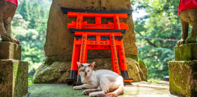 猫奴必去的日本 猫神神社 不为招财但求家猫健康 十分暖心 看点快报