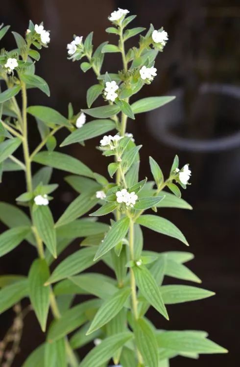 的干燥根. 【植物特征】 新疆紫草arnebia euchroma(royle)johnst.