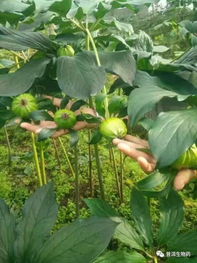 墨江县这家重楼种植龙头企业,坝溜镇山顶和县城附近都有基地