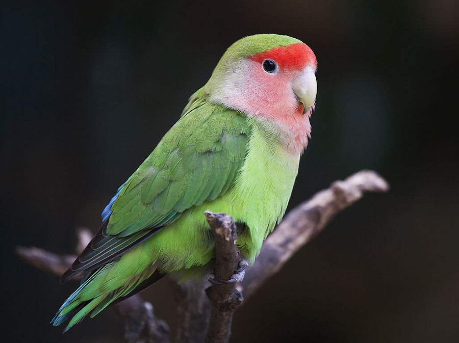 颜色非常艳丽的鹦鹉,比如嘴巴是桔红色的,头顶及脸颊附近是深蓝色的