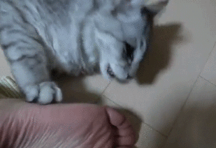 猫咪喜欢闻铲屎官的脚?我不是我没有别瞎说