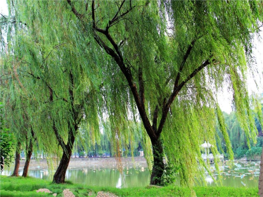 树什么风什么成语_成语故事图片(3)