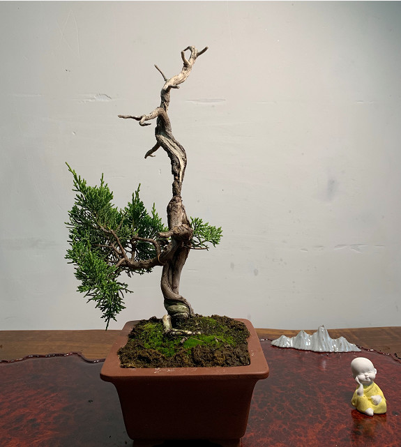 老桩盆景,造型个性优雅,看枝干蜿蜒曲折,线条极美,欣赏下