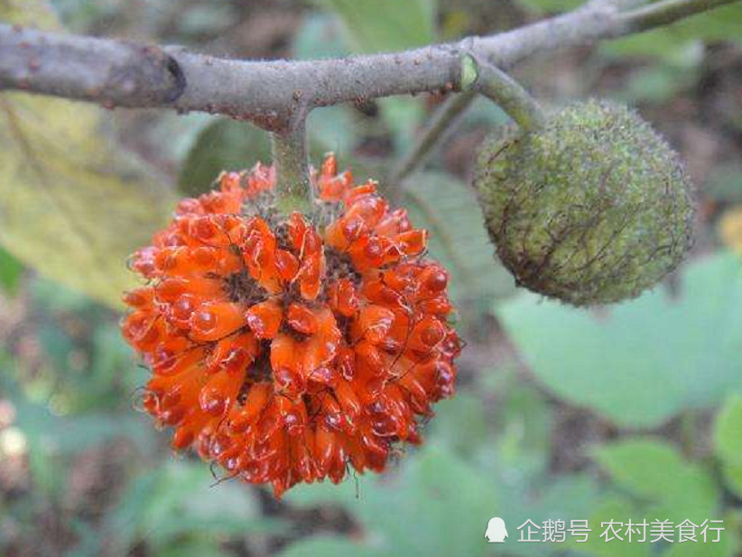 生长在山上的构树,果实像个"毛球"在过去农村孩子都爱玩