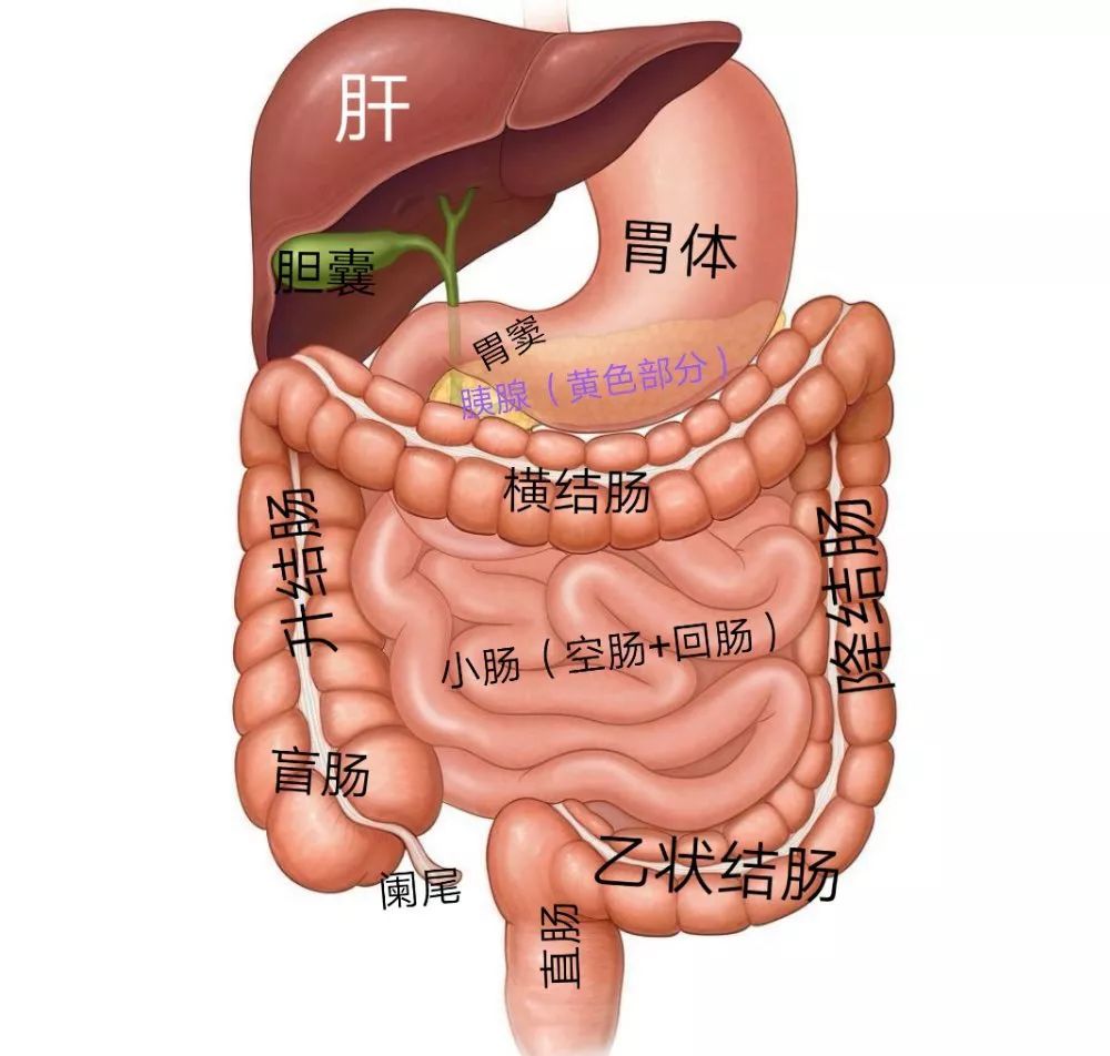 2,胃,十二指肠炎或溃疡:中上腹部隐痛,灼痛,不适;通常进餐后疼痛加重